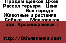 Продам щенков Джек Рассел терьера › Цена ­ 25 000 - Все города Животные и растения » Собаки   . Московская обл.,Красноармейск г.